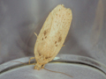 Agonopterix yeatiana